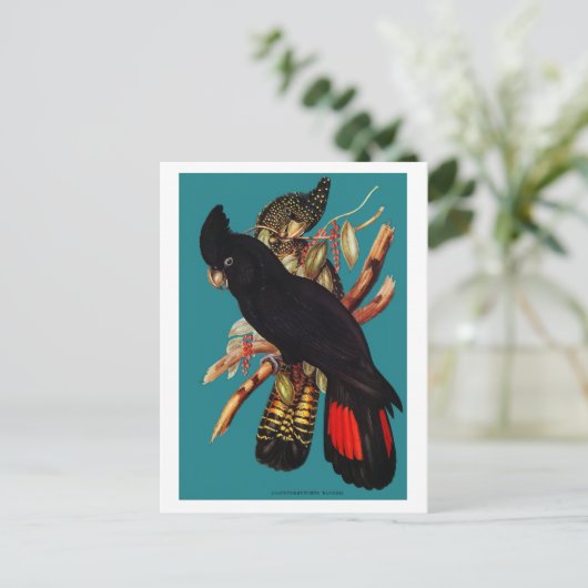 zwarte katkatoeno | Elizabeth Gould 1800 Pos Briefkaart (Staand voorkant)