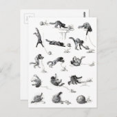 Zwarte katten- en woolen-garen, Alexandre Steinlen Briefkaart (Voorkant / Achterkant)