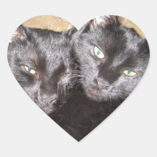 Zwarte katten hart sticker