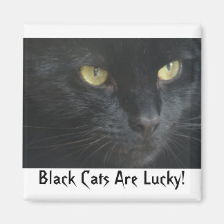 Zwarte katten hebben geluk! Magneet