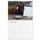 Zwarte katten & Kittens Cute Kitty Cat 2021 Kalender (Feb 2026)