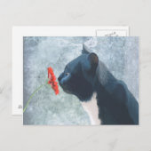 Zwarte kattenknipventilator briefkaart (Voorkant / Achterkant)