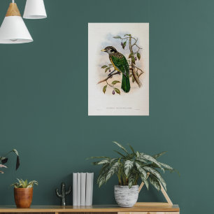 Zwarte kattenvogel van John Gould Poster