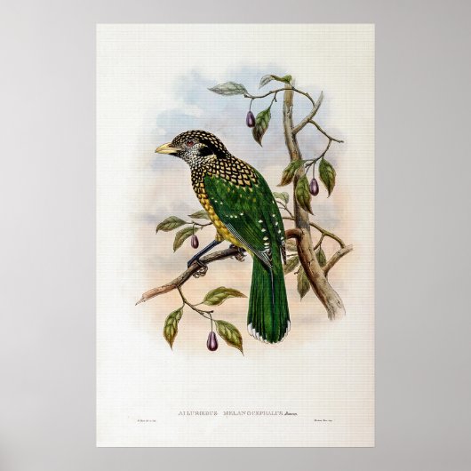 Zwarte kattenvogel van John Gould Poster (Voorkant)