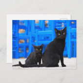 Zwarte kattenzwerver briefkaart (Voorkant / Achterkant)