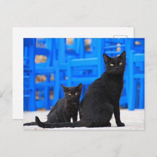 Zwarte kattenzwerver briefkaart (Voorkant / Achterkant)