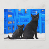 Zwarte kattenzwerver briefkaart (Voorkant)