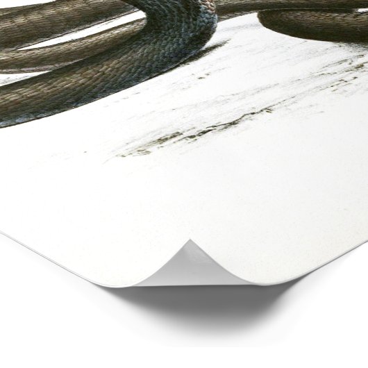  Zwarte King Cobra Art Poster (Hoek)