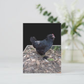 Zwarte kip drie dimensionale Pop uit,_Briefkaart Briefkaart (Staand voorkant)