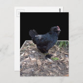 Zwarte kip drie dimensionale Pop uit,_Briefkaart Briefkaart (Voorkant / Achterkant)