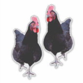 Zwarte kippen strut, sticker (Voorkant)