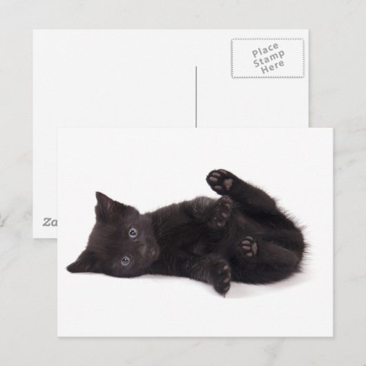 zwarte kitten briefkaart (Voorkant / Achterkant)