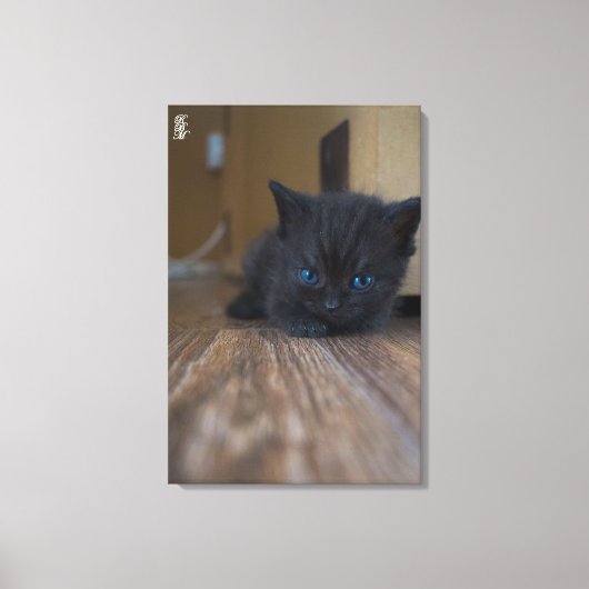 Zwarte Kitten Canvas Afdruk (Voorkant)