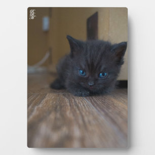 Zwarte Kitten Fotoplaat