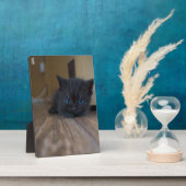 Zwarte Kitten Fotoplaat (Zijkant)