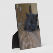 Zwarte Kitten Fotoplaat (Zijkant)