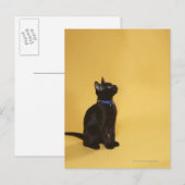 Zwarte kitten in kraag briefkaart (Voorkant / Achterkant)