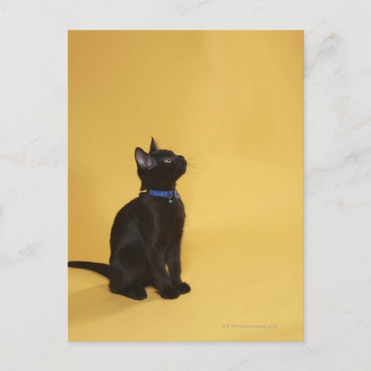 Zwarte kitten in kraag briefkaart (Voorkant)