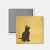 Zwarte kitten in kraag magneet (Voorkant / Achterkant)