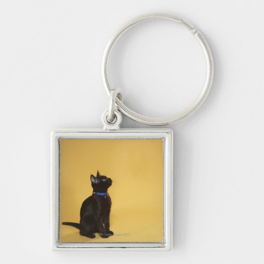 Zwarte kitten in kraag sleutelhanger (Voorkant)