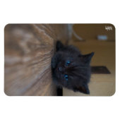 Zwarte Kitten Magneet (Horizontaal)