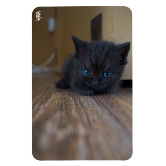 Zwarte Kitten Magneet (Verticaal)