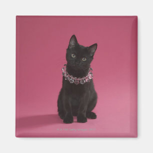Zwarte kitten met juwelen ketting magneet