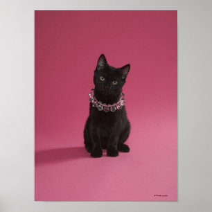 Zwarte kitten met juwelen ketting poster
