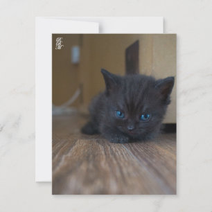Zwarte Kitten Notitiekaartje
