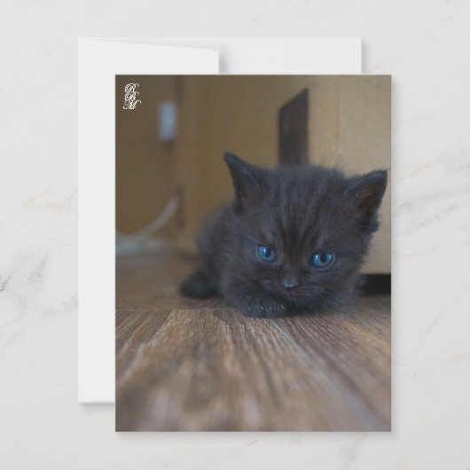 Zwarte Kitten Notitiekaartje (Voorkant)