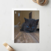 Zwarte Kitten Notitiekaartje (Voorkant / Achterkant in situ)
