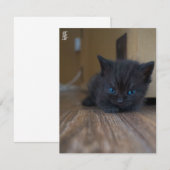 Zwarte Kitten Notitiekaartje (Voorkant / Achterkant)
