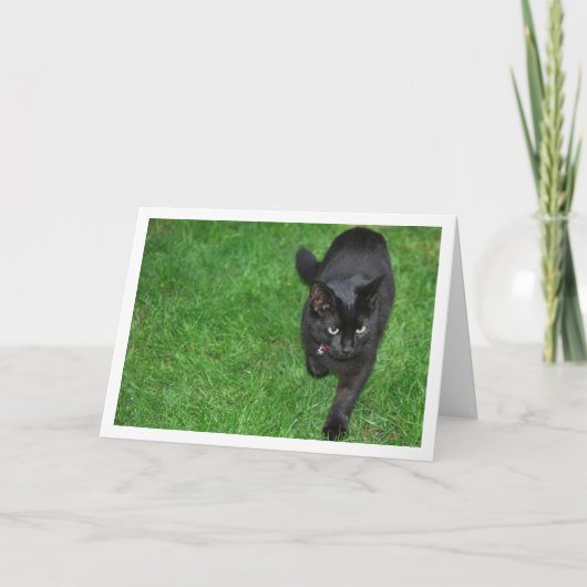 Zwarte kitten op gras kaart (Voorkant)