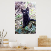 Zwarte Kitten Poster (Keuken)