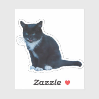 Zwarte kitten Tuxedo zittend mauwen Sticker