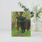 Zwarte Koe in het hoogland in de Bossen Briefkaart (Staand voorkant)