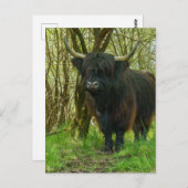 Zwarte Koe in het hoogland in de Bossen Briefkaart (Voorkant / Achterkant)