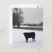 Zwarte Koe in sneeuwBriefkaart Briefkaart (Voorkant / Achterkant)