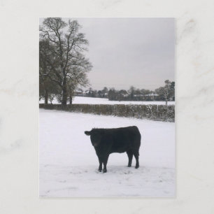Zwarte Koe in sneeuwBriefkaart Briefkaart