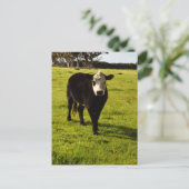 Zwarte Koe met wit gezicht en Mohawk, Briefkaart (Staand voorkant)