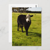 Zwarte Koe met wit gezicht en Mohawk, Briefkaart (Voorkant / Achterkant)