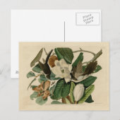 Zwarte koekoek briefkaart (Voorkant / Achterkant)