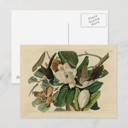 Zwarte koekoek briefkaart (Voorkant / Achterkant)