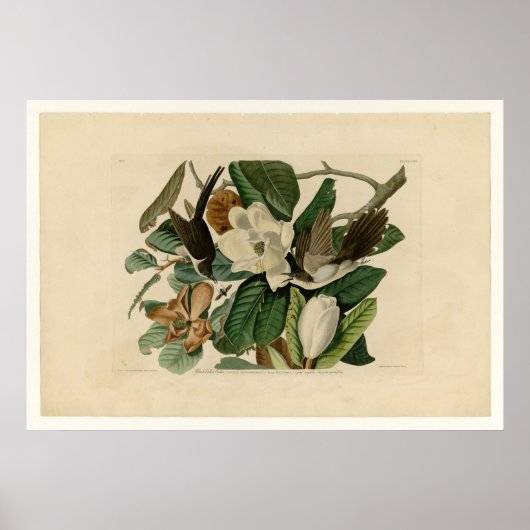 Zwarte koekoek poster (Voorkant)