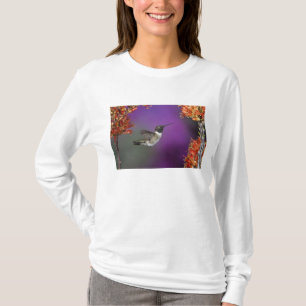 Zwarte kolibrie, Archilochus alexandri, T-shirt