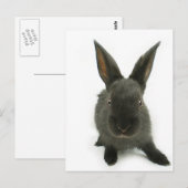 zwarte konijn briefkaart (Voorkant / Achterkant)