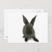 zwarte konijn briefkaart (Voorkant / Achterkant)