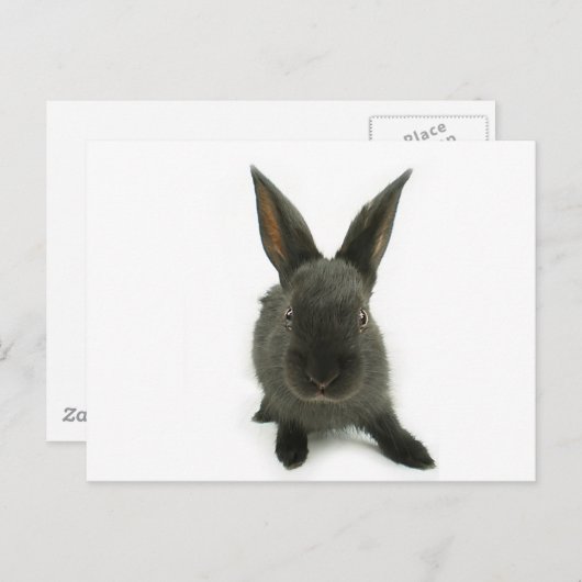 zwarte konijn briefkaart (Voorkant / Achterkant)