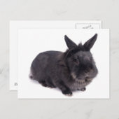 zwarte konijn briefkaart (Voorkant / Achterkant)