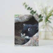 Zwarte konijn in Hollow van een boom Briefkaart (Staand voorkant)